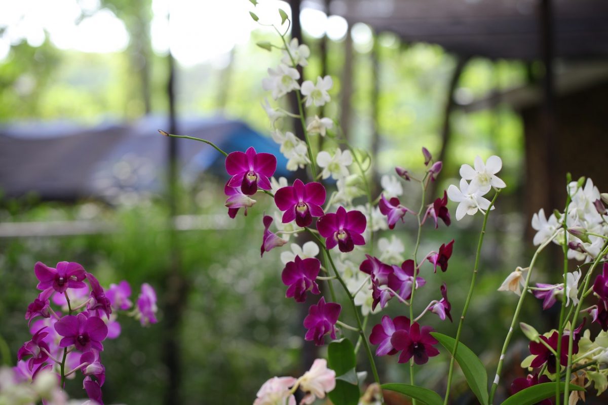 Orchideenwelt | Gargazon