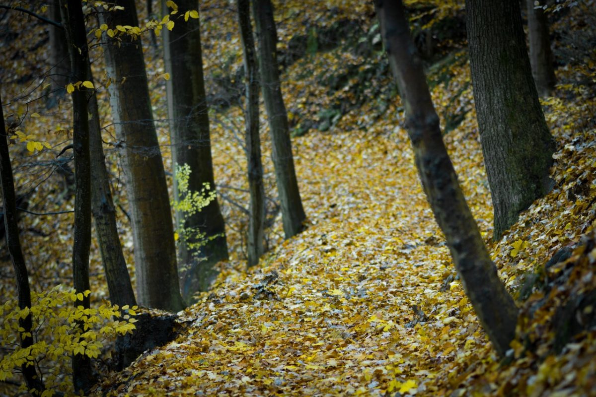 Bienenwanderung | Ritten