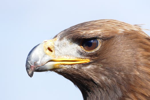 Pflegezentrum für Vogelfauna | Dorf Tirol