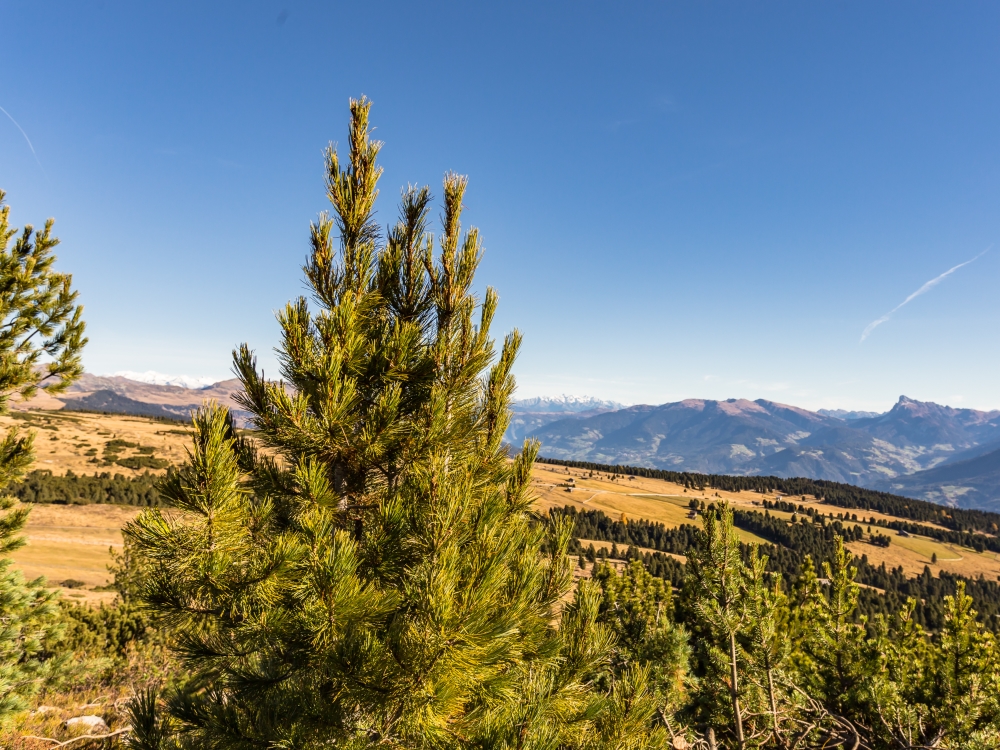 Sentiero Pino Mugo – Latschenweg | Villandro