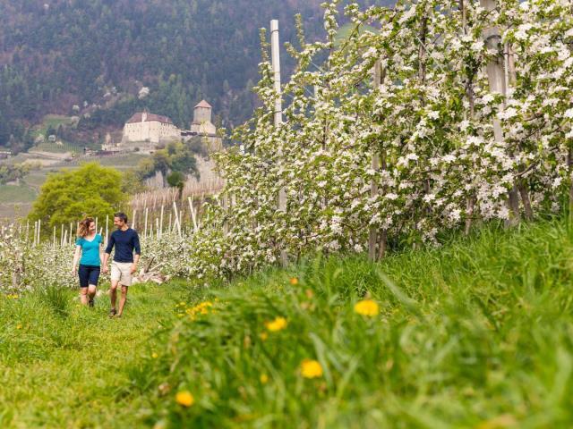 Wanderung von Dorf Tirol nach Kuens | Dorf Tirol