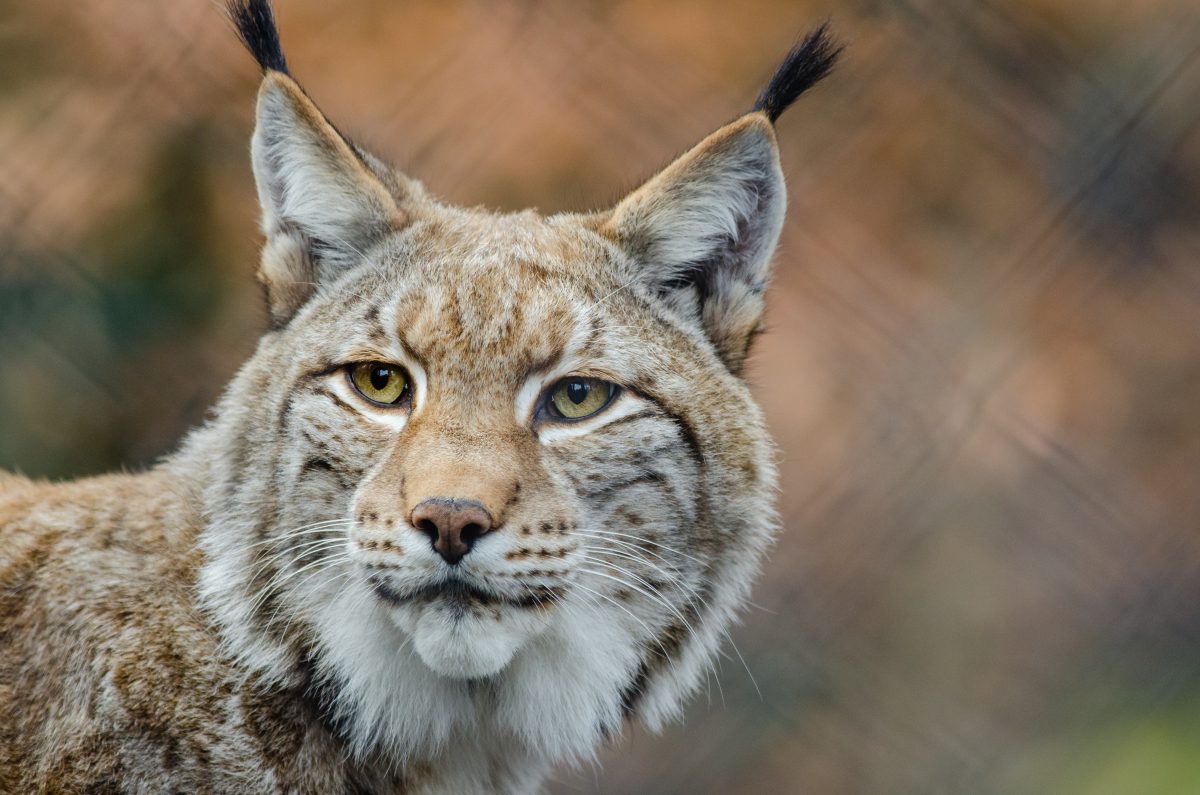 Gustav Mahler Zoo | Dobbiaco