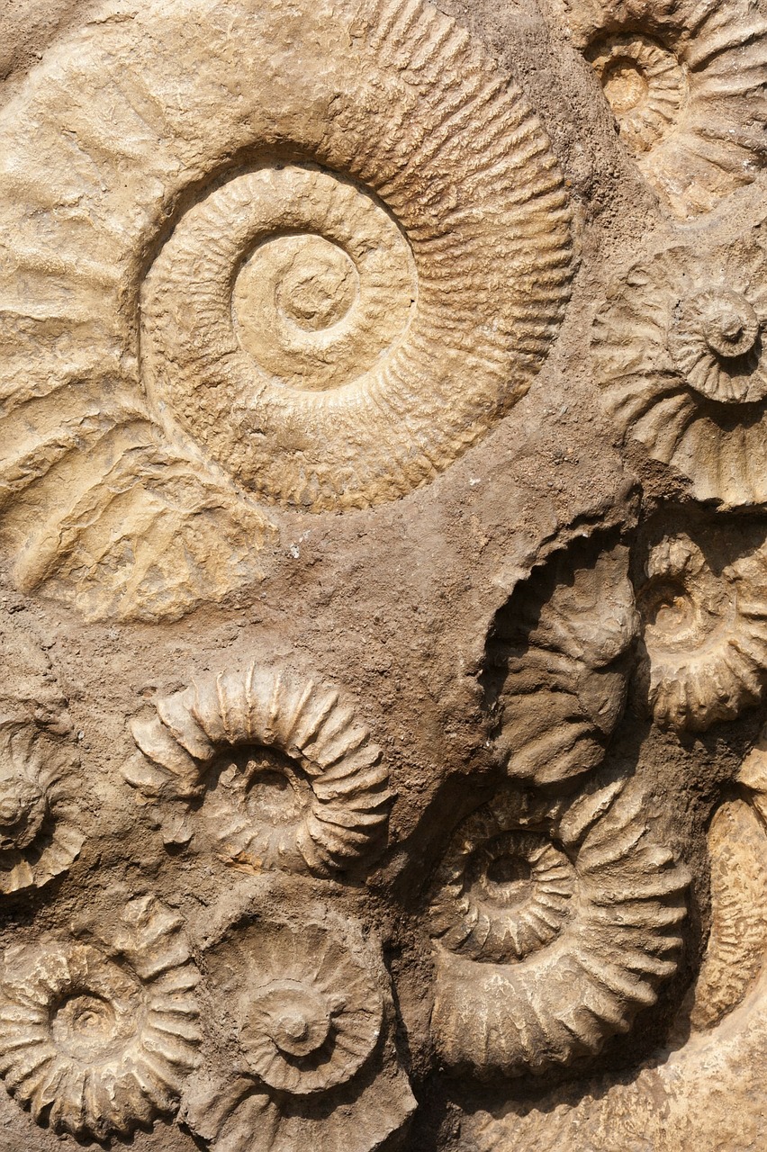 Fossil museum | Meltina