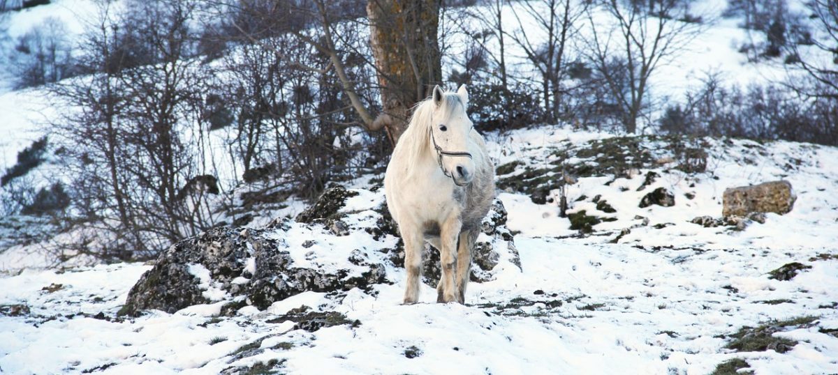 Equitazione d’inverno | Meltina