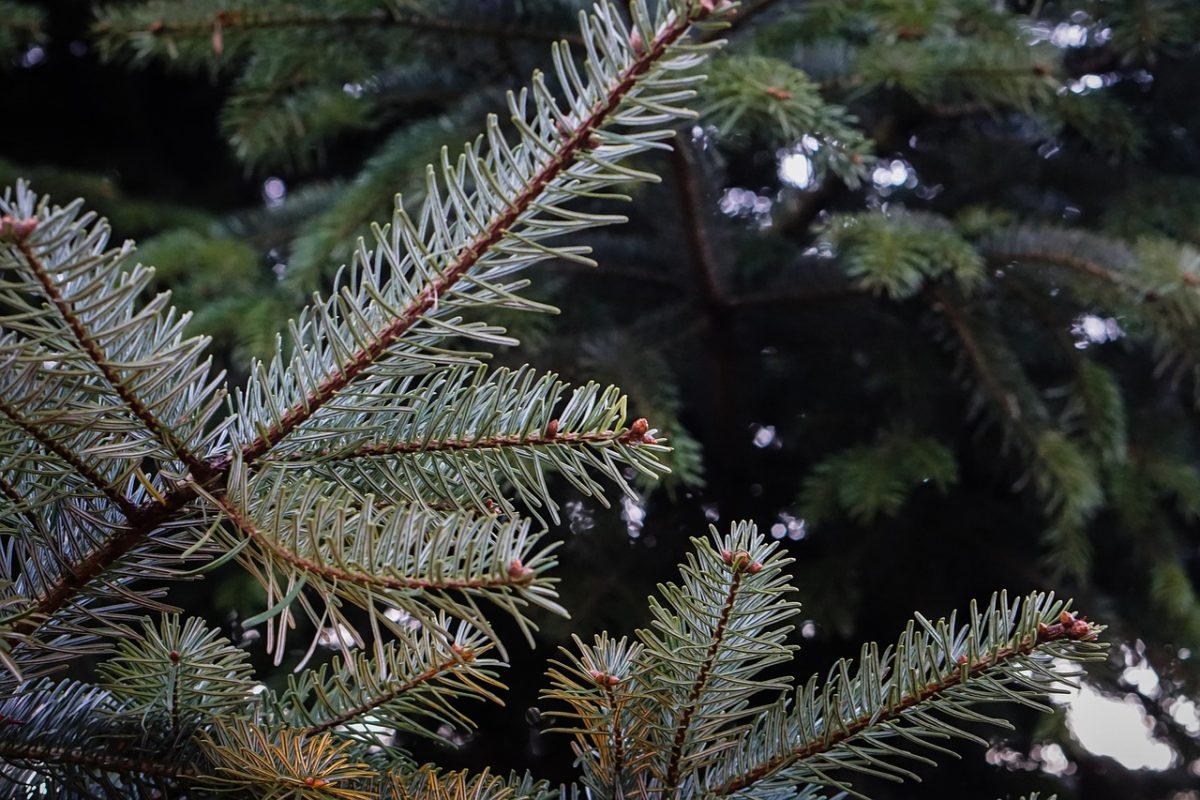 Bergweihnacht | Speikboden