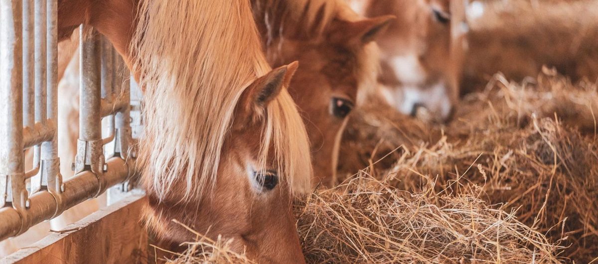 Riding stable in Tuberis | Campo Tures