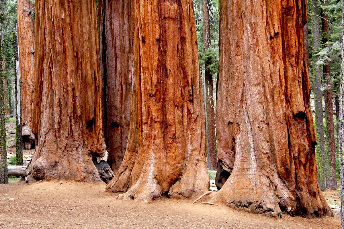 Sequoie di Fennhals | Cortaccia