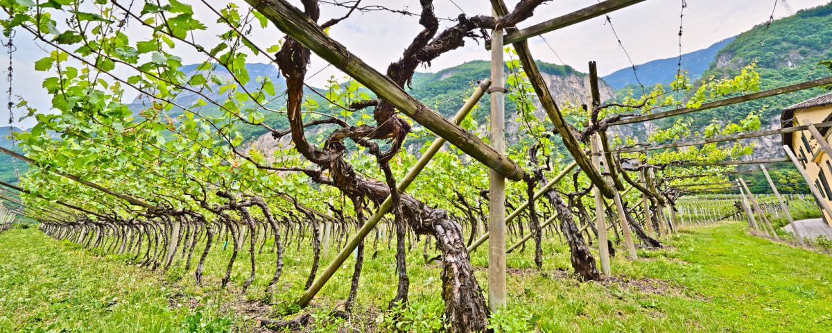 Cantina Castelfeder | Cortina