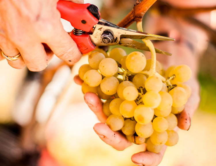 Wimmen (Weinlesen) hautnah | Südtiroler Weinstraße