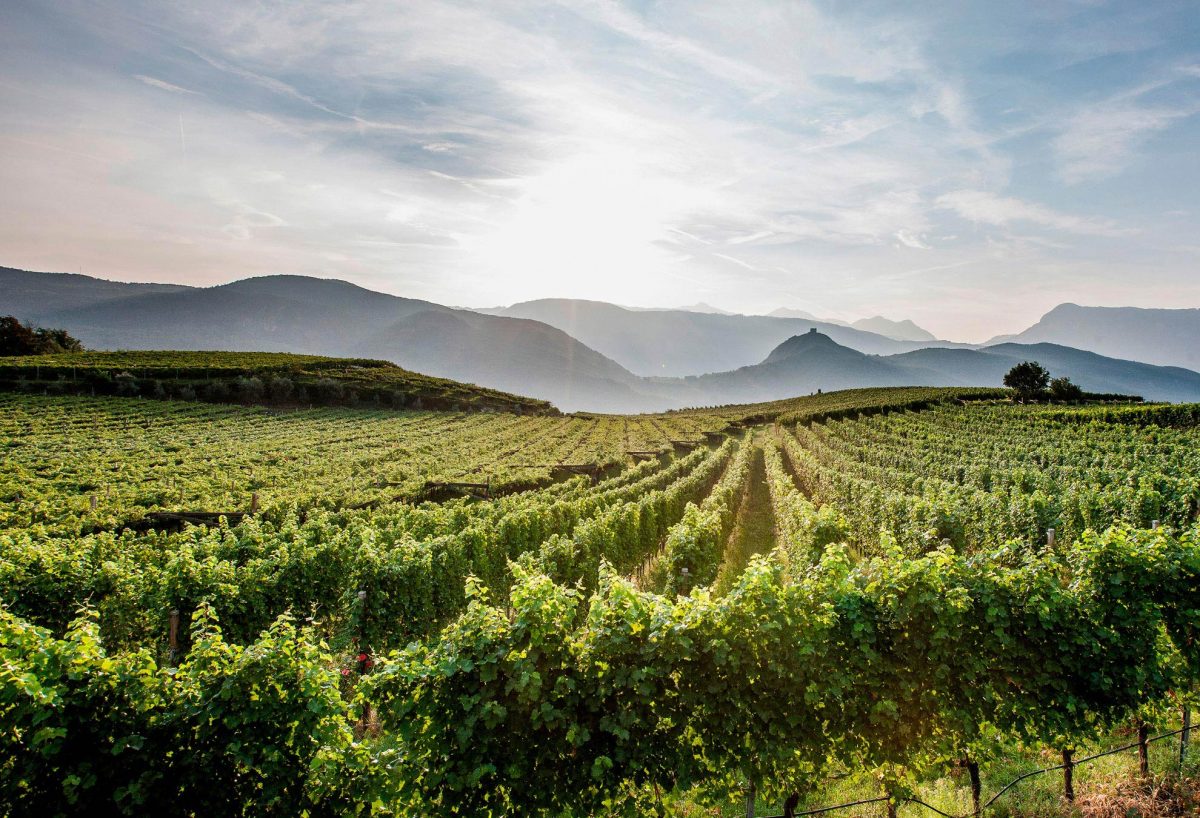 WineSafari | Südtiroler Weinstraße