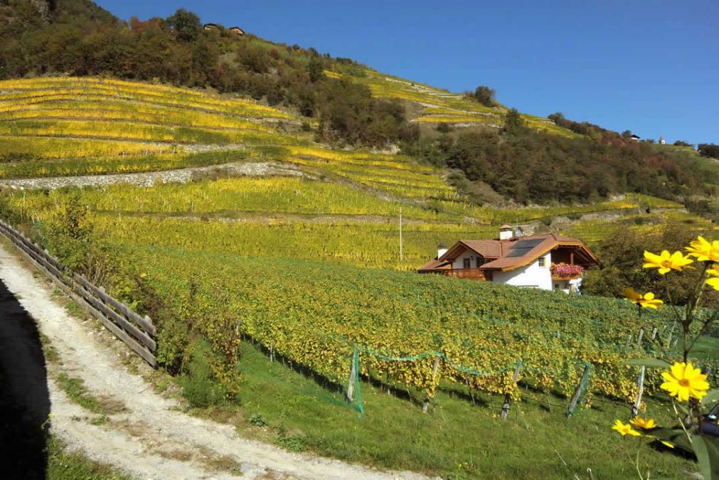 Weingut Taschlerhof | Brixen