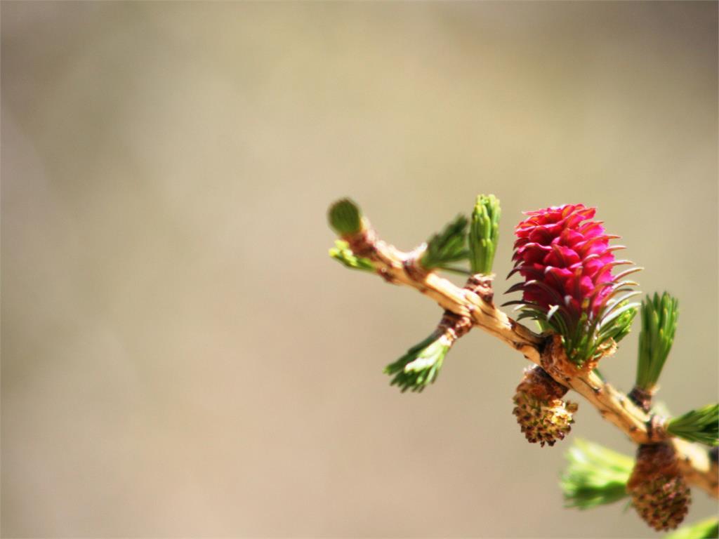 Naturerlebniswanderung Pfossental