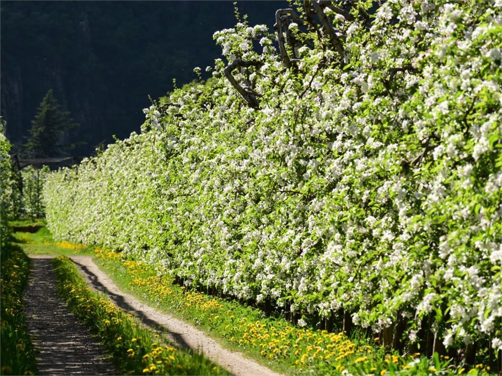 Apfelführungen am Grieserhof