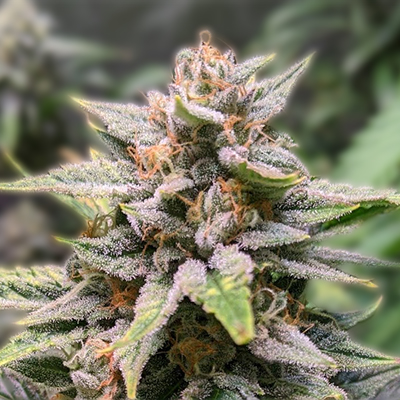 Exploring the World of Marijuana Seeds in Nunavut